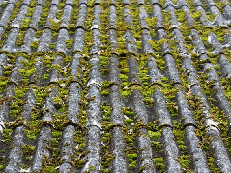 Moss and algae growing on roof tiles